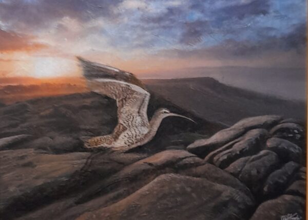 Sunrise, Curlew on Stanage Edge